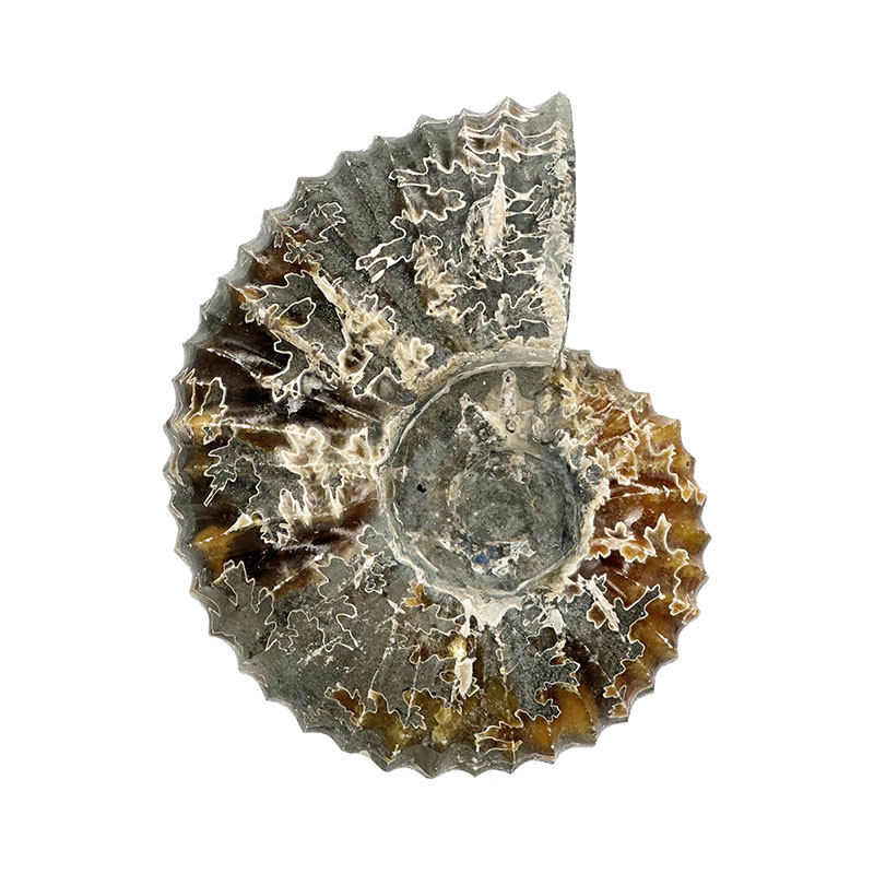 Ammonite tracteur - Madagascar - Pièce unique - 202307_04