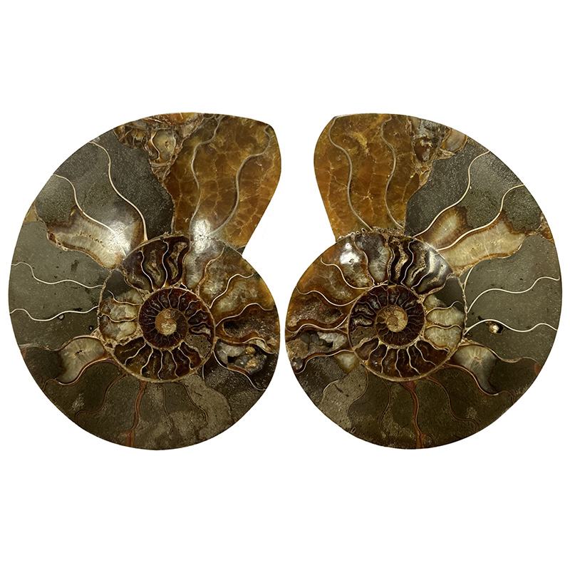 Ammonite polie - Madagascar - Pièce unique - 202411_70