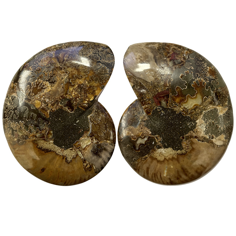 Ammonite polie - Madagascar - Pièce unique - 202411_70