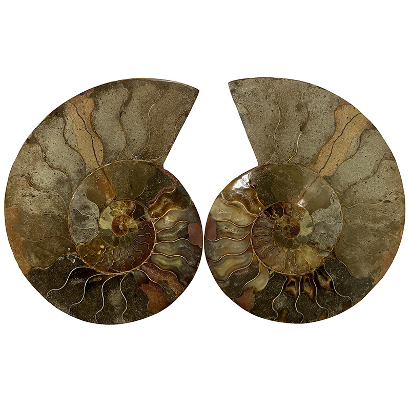 Ammonite polie - Madagascar - Pièce unique - 202411_71