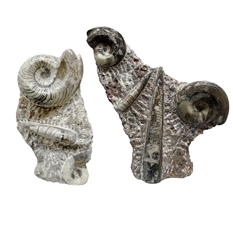 Statuettes Goniatite et orthoceras